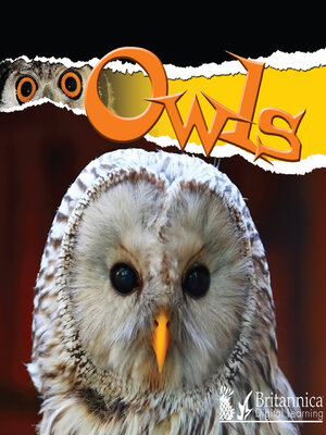 cover image of Owls